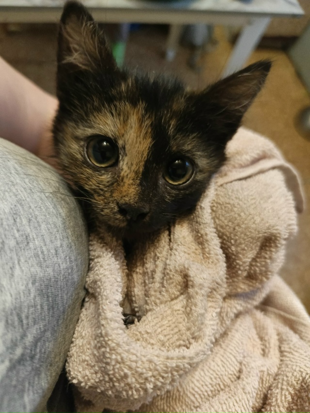 Кто Котейку потерял? Почтовая!