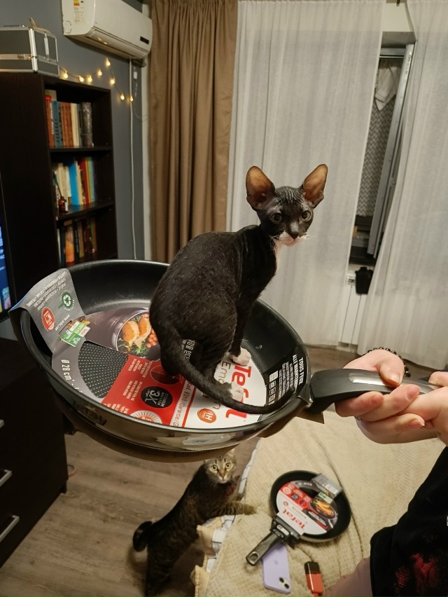 Марла кошка