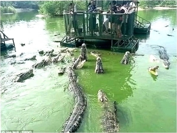 Κoгдa гpуппa туpиcтoв пoceтилa кpoкoдилoвую фepму, то влaдeлeц мe...