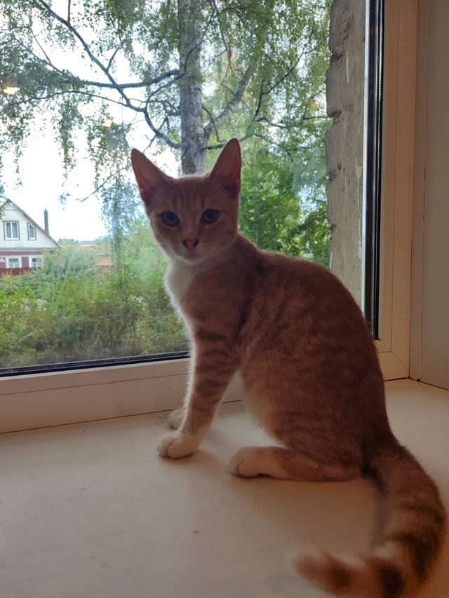 Домашний, ручной котенок, нашли несколько дней назад н?...