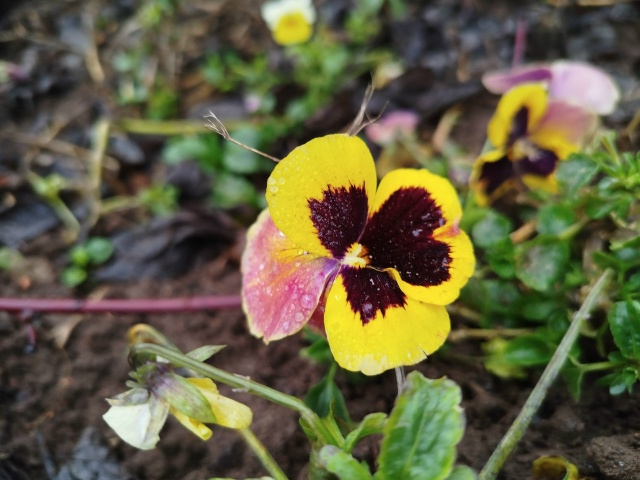 С первым днем зимы..