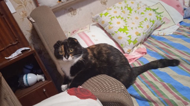 ‼️‼️‼️Потерялась кошечка в районе седьмой школы, п?...