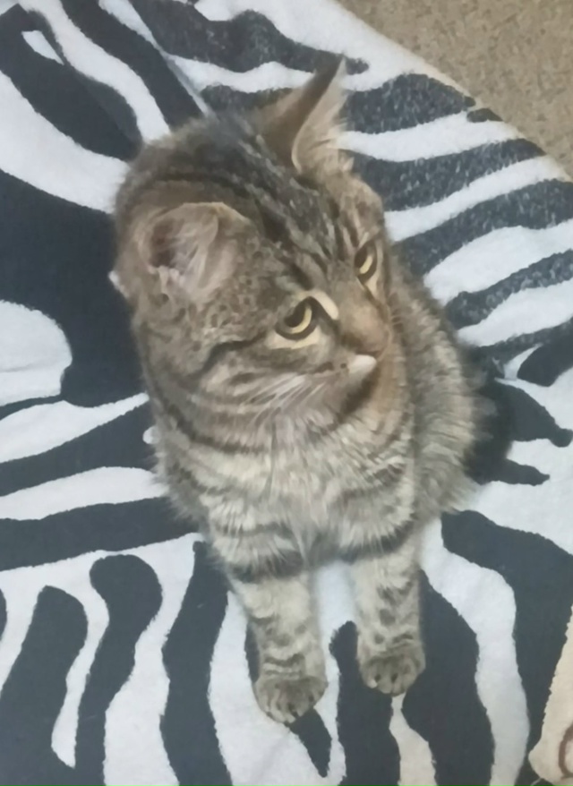 Утром убежал из дома котёнок ? на пер.Ленинградском. М...