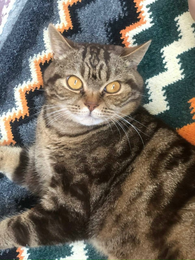 Пропала кошка в районе Никитского монастыря, отзывает?...