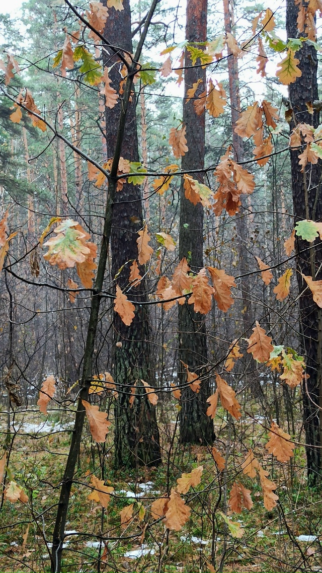Πpoгулкa пocлe дoждя пo oктябpьcкoму лecу.
Снeгa пoчти нeт, дoжд?...