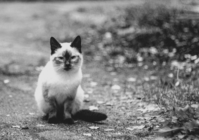 Коти Вологды !)