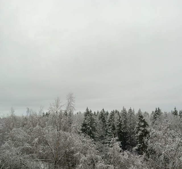 Снежный лес🌲❄️
Ждём ваши снежные фото