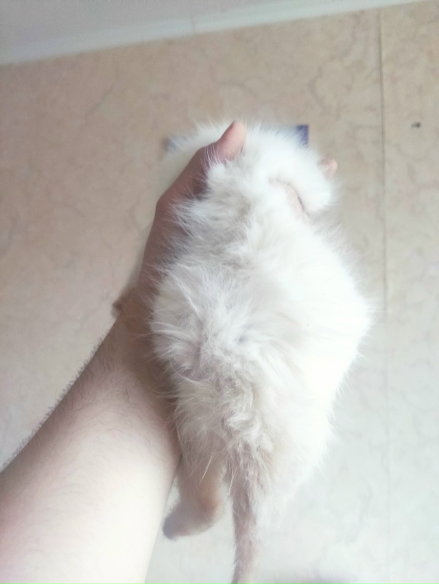 Найден котёнок (девочка) на ж/д вокзале, красивый белый ...