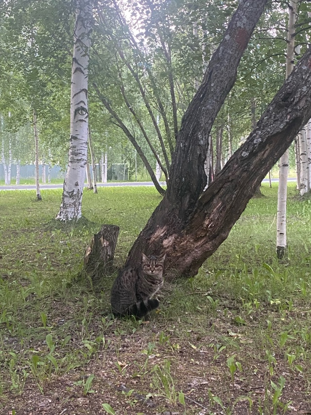 На вид не более 6-8 месяцев. Солнечная 2