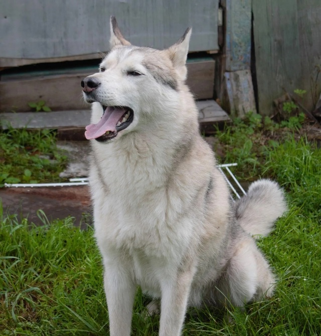 Красавец Саян ищет семью 🐕
Этот пёсо-парень жил со св?...
