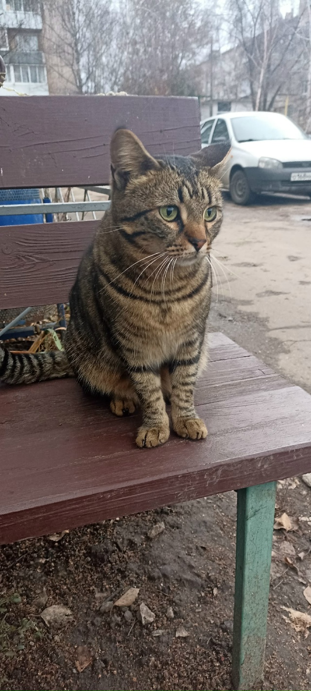 Возьмите кошечку в частный дом 🙏
Мышеловка отличная, ?...