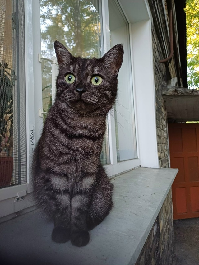 Пропала кошка в районе Пионерской 3, все, кто её видел о?...