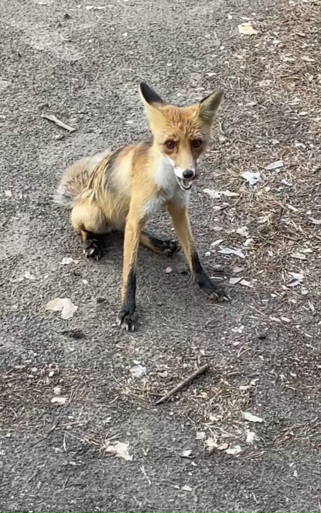Дак у нас по городу и не одна лиса еще бегает) Прям в цен...