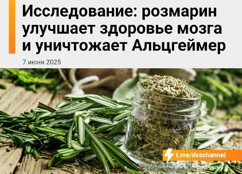 Розмарин мощно бустит мозг и помогает в борьбе с Альцгеймером: учёные десятилетиями ищут лекарство,