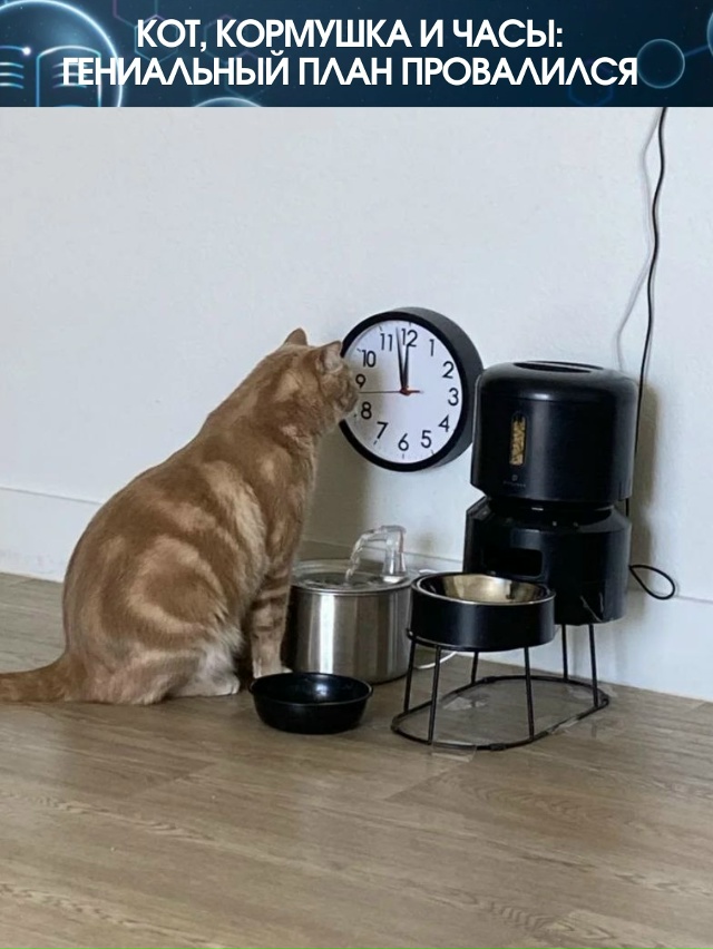 Хозяева решили перехитрить своего кота, который регул?...