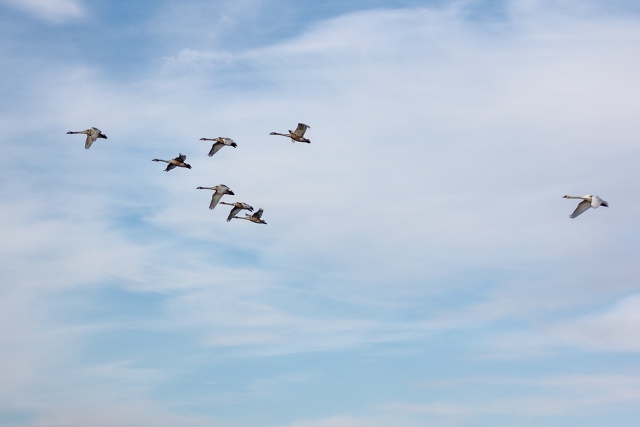 Завораживающая красота лебединого полёта.