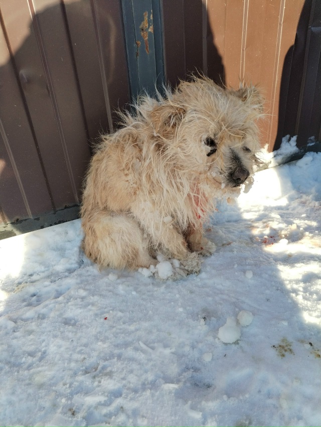 Прибился пёсик, по внешнему виду видно , что подрала др?...