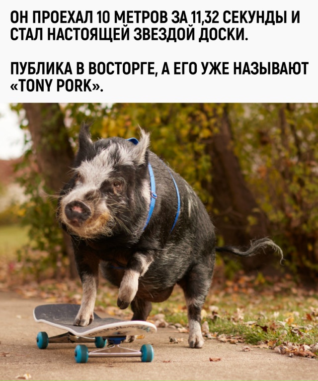 Теперь, если кто-то скажет «кататься как свинья», это б?...