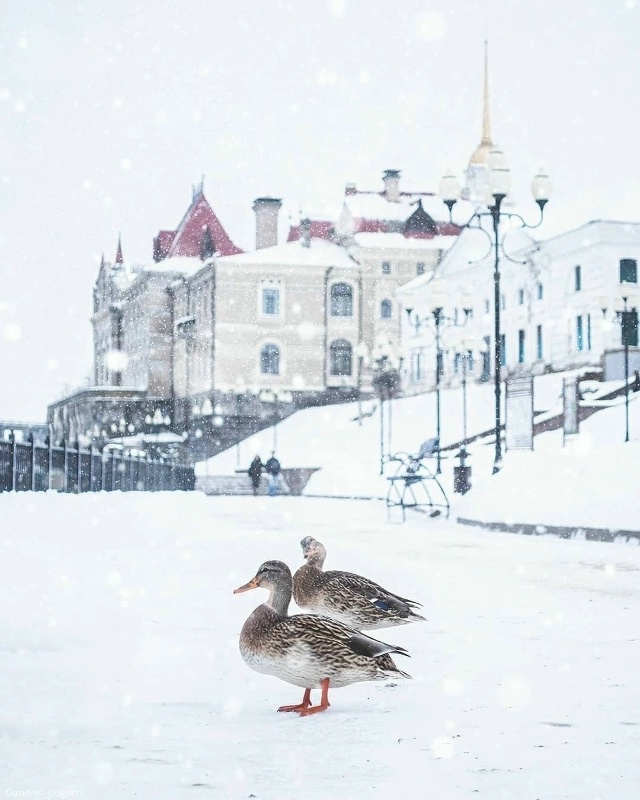 Утиные истории ❤ 📷 andrei_pugach