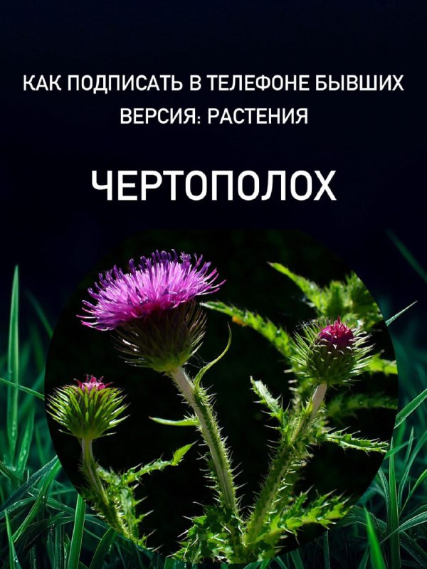 Дурман вонючий, тетрасперма, кровохлёбка
Эксперт по цветоводству сделала подборку растений, которым
