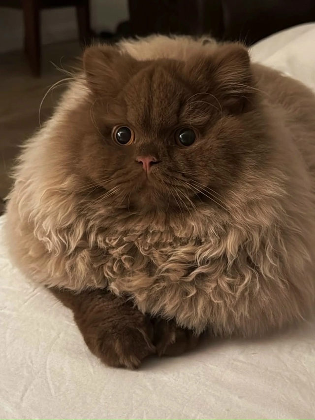 Такой шоколадный медвежонок 🤎