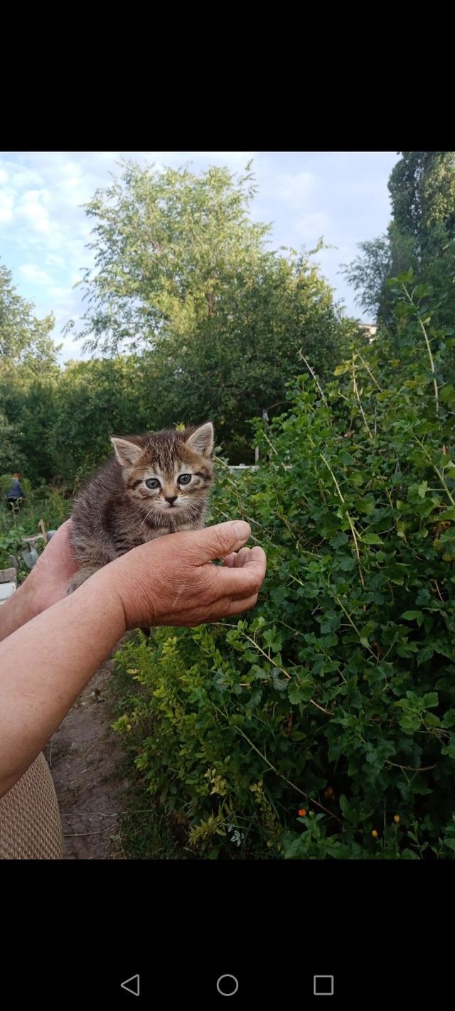Пристраиваем в добрые руки котёнка, возраст 1,5 мес. Дев?...