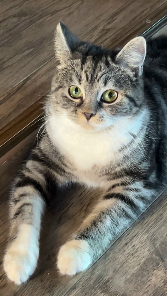 Мы активно продолжаем поиски нашей любимицы😢
Кошка п?...