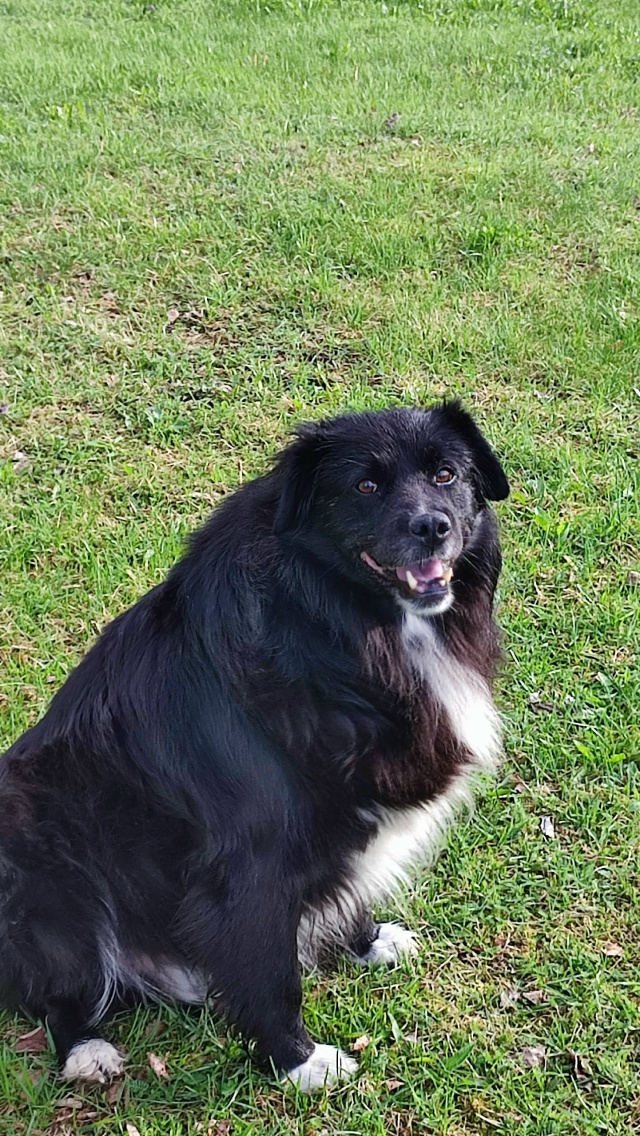 Ранним утром убежал пёс, зовут Тоша. Может, кто видел? Д?...