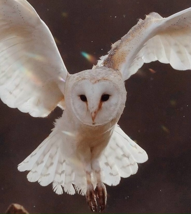 Эстетика кинофильма «Лабиринт» (1986)