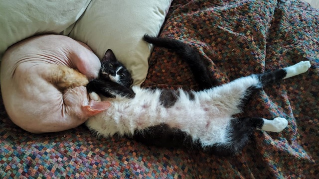 Лысик Борис и браш Вилли. В 2 месяца брали лысого котика...