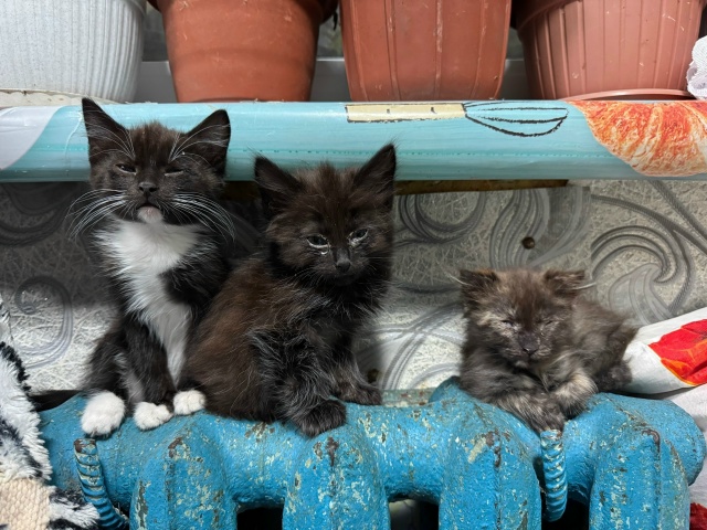 ❗Отдам котят в добрые руки❗
Ищу заботливых хозяев дл...