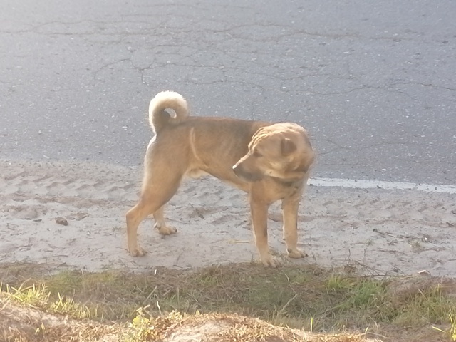 Добрый вечер. Вот такой парнишка приблудился в д. Медве...