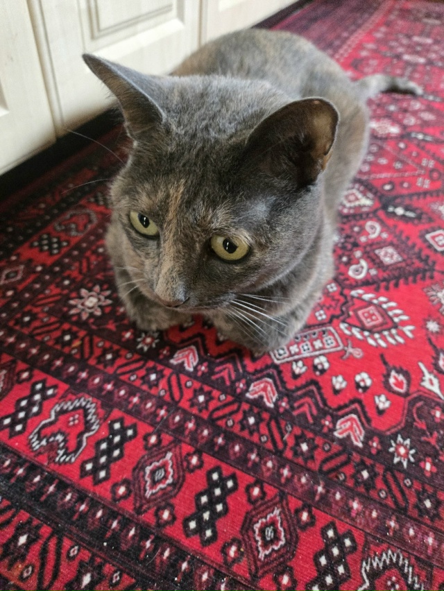 #БляцкаяДжолин #чёрнаяхтонь
Свет и Тьма в моей жизни.
О...