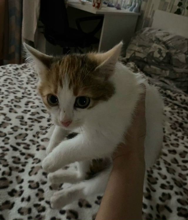 Девочка богатка пристраивается в заботливые руки. Воз?...