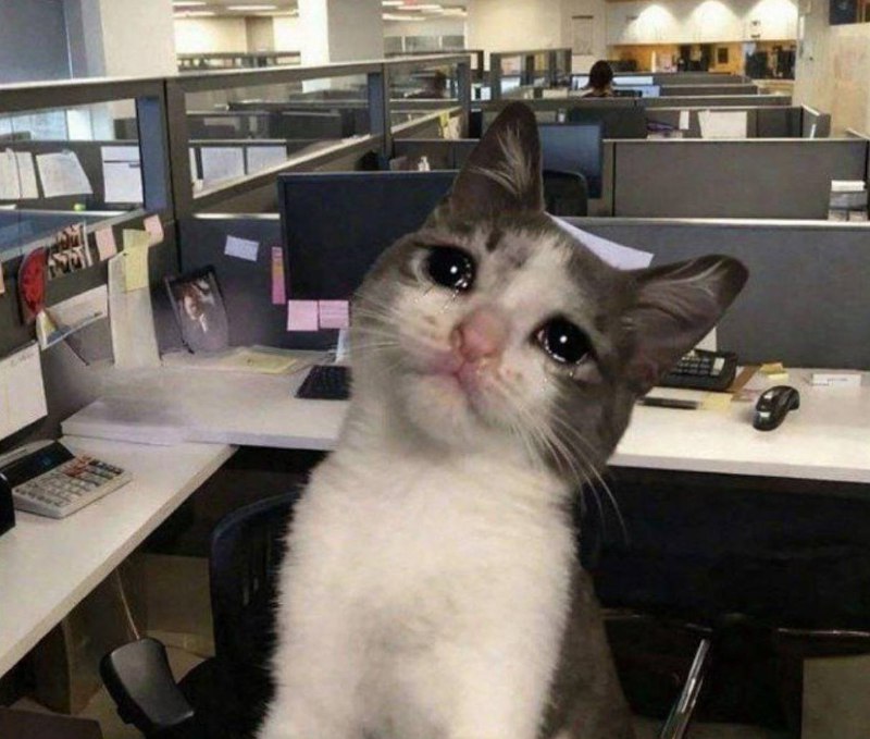 кто-то: «работать нужно с блеском в глазах»
тем временем мой блеск: