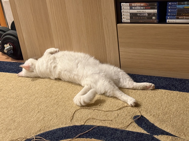Чё-каво
#КошкаСветлана