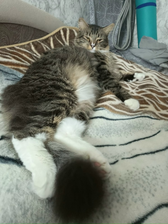 Мы недовольные,Нас, разбудили!Кот Семён