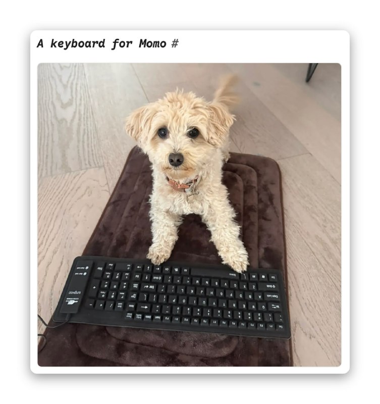 Айтишник научил своего пса вайбкодить игры. Для этого парень убедил Claude Code, что его спаниэль Мо