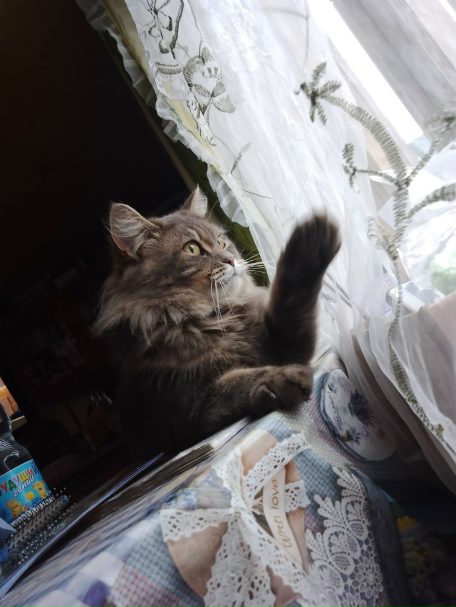 Когда на улице дождь 😳
А на столе, тепло и уютно.
Кошка ...