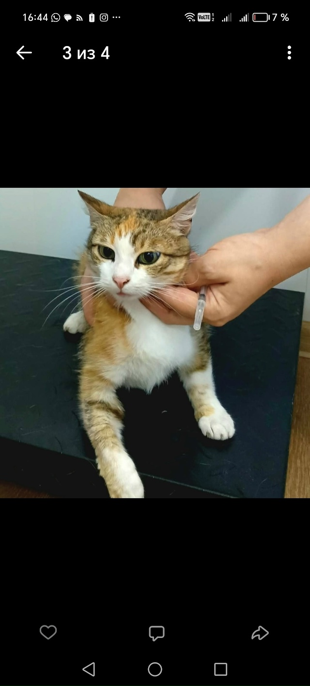 В добрые руки кошечки, все стерилизованны и обработаны...