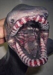 Ученые из Института Моря и Атмосферы выловили редкую п...