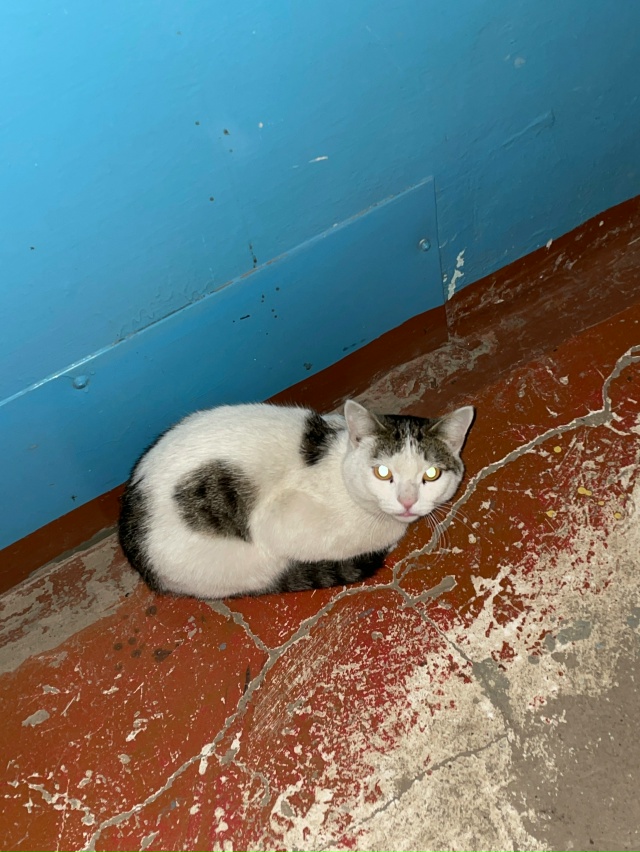 Ленина 63, 3 подъезд, сидит со вчерашнего дня такая котей...