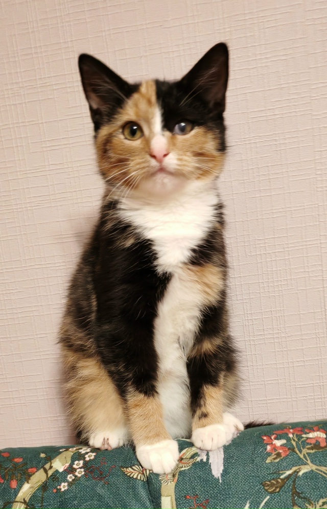 🙏Админ, напечатайте, пожалуйста, 🙏котята находятся в...