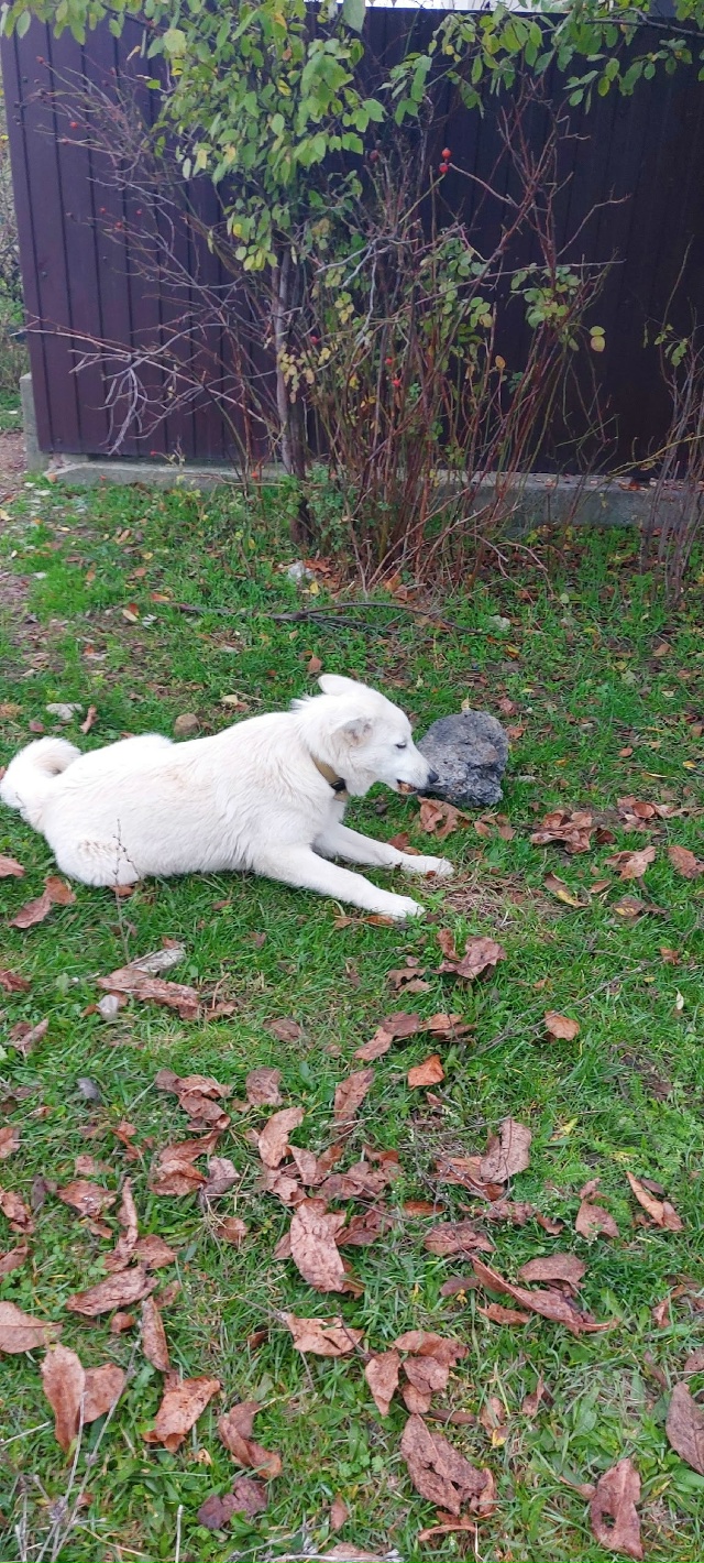 Чей потеряшка . Пер. Подгорный . За балкой
