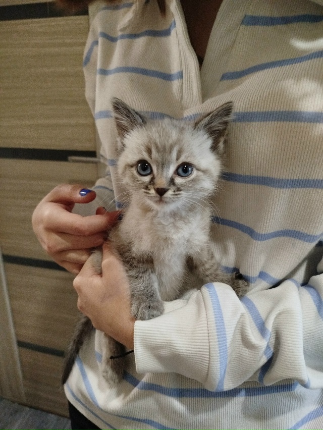 Срочно !!!отдам котёнка (возможно девочка, оочень краси?...