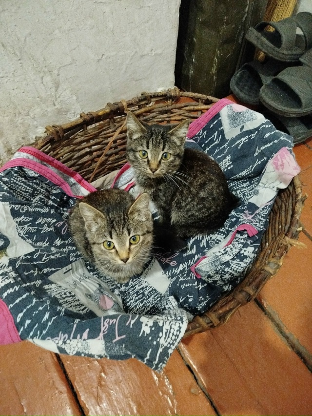 Добрый день! На остановке в посёлок Могучий нашли двух ...