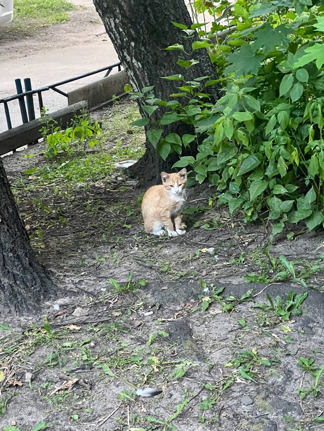 Умоляю,отдельным постом
Крик души!Маленький котёноче?...