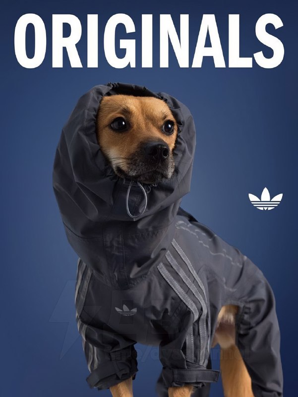 Adidas в Китае представил новую линейку одежды для питомцев — да, теперь есть осенне-зимние вещи для