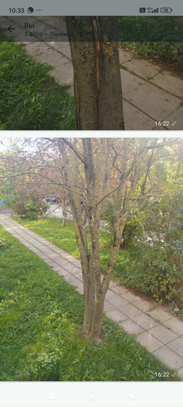 На улице Мира 99 рябина разваливаться на глазах писали ?...