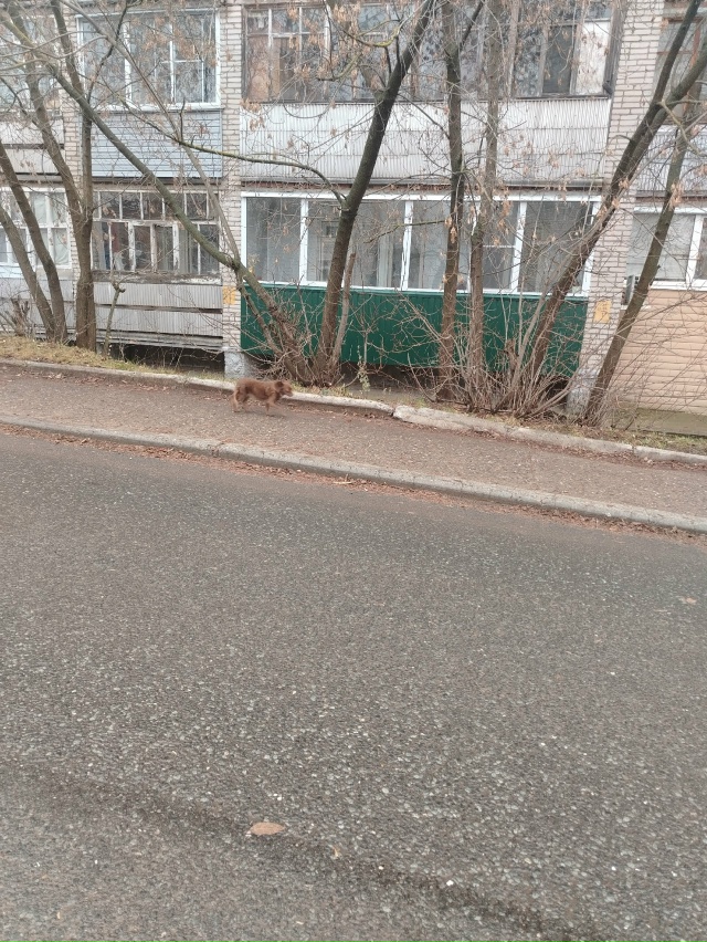 Чья потеряшка? Бегает у пожарной части